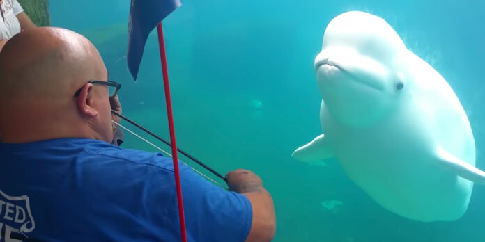 WACKY WEDNESDAY | Beluga Whale Gets a Concert [WOW] - image attachment