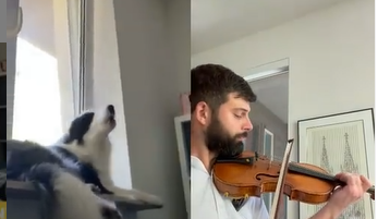 MANIC MONDAY |  Dallas Symphony Co-Concertmaster Performs with Singing Dog - image attachment